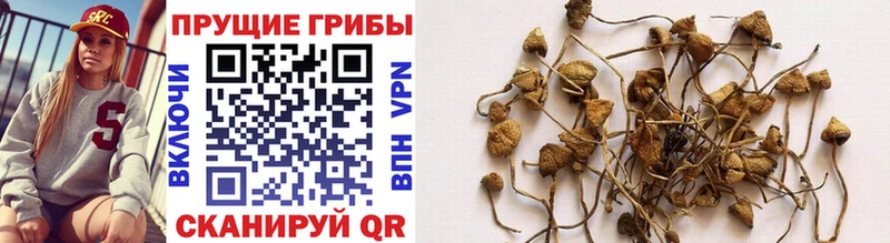 Галлюциногенные грибы Cubensis где купить Нязепетровск